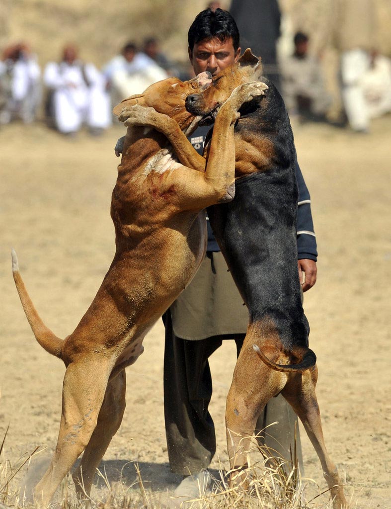 巴基斯坦选手在射击比赛中大放异彩